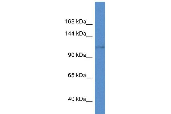 KCNH8 抗体  (C-Term)