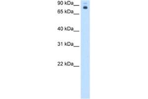 Western Blotting (WB) image for anti-Homeotic Protein Proboscipedia (PB) antibody (ABIN2463108) (Homeotic Protein Proboscipedia 抗体)