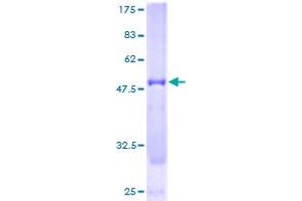 NUDT21 Protein (AA 1-227) (GST tag)