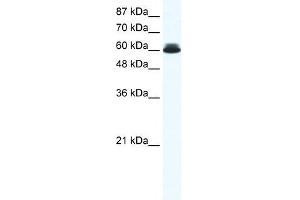 DDX27 antibody used at 0. (DDX27 抗体)