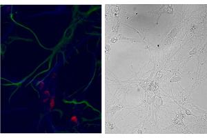 ABIN5539461 (3µg/ml) staining of primary DIV9 cells from Hippocampus E18 Rat embryos showed exclusive localization (red, Alexa 568) within the neurons (MAP2 staining in blue, Alexa 647) and not in the glia (GFAP staining in green, Alexa 488). (NSG1 抗体  (N-Term))