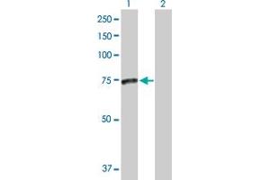 Western Blot analysis of SMPD3 expression in transfected 293T cell line by SMPD3 MaxPab polyclonal antibody. (SMPD3 抗体  (AA 1-655))