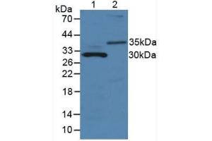Figure. (MMP7 抗体  (AA 1-264))