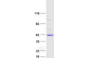Validation with Western Blot (MCAT Protein (Transcript Variant 1) (Myc-DYKDDDDK Tag))