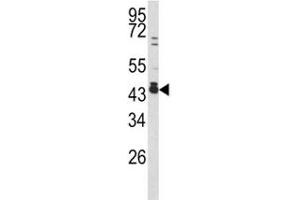 Western blot analysis of c-Fos antibody and 293 lysate. (c-FOS 抗体  (AA 263-291))