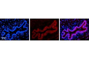 Immunohistochemistry (IHC) image for anti-Transmembrane Protein 135 (TMEM135) (N-Term) antibody (ABIN503077) (TMEM135 抗体  (N-Term))