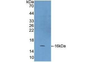 Detection of Recombinant HSP10, Human using Polyclonal Antibody to Heat Shock 10 kDa Protein 1 (HSP10)