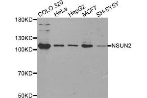 Western blot analysis of extracts of various cell lines, using NSUN2 antibody. (NSUN2 抗体  (AA 508-767))