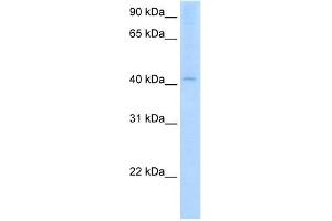 AADAC antibody used at 2. (AADAC 抗体)