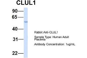 Host: Rabbit  Target Name: CLUL1  Sample Tissue: Human Adult Placenta  Antibody Dilution: 1. (CLUL1 抗体  (Middle Region))