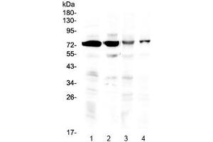 Western blot testing of 1) rat brain, 2) mouse brain, 3) human HeLa and 4) human U-2 OS lysate with IBSP antibody at 0. (IBSP 抗体)