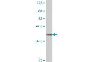 Western Blot detection against Immunogen (38. (POLRMT 抗体  (AA 1121-1230))