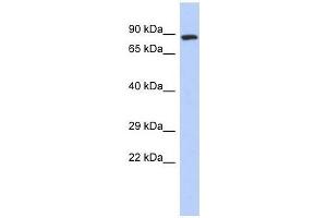ZFYVE20 antibody used at 0. (Rabenosyn 5 抗体  (N-Term))