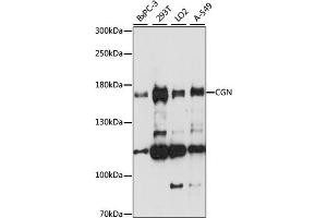 Western blot analysis of extracts of various cell lines, using CGN antibody (ABIN7266400) at 1:1000 dilution. (Cingulin 抗体  (AA 904-1203))