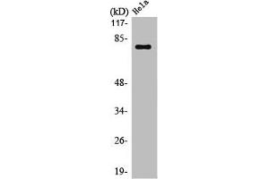 Western Blot analysis of HeLa cells using Oct-1 Polyclonal Antibody (POU2F1 抗体  (N-Term))