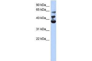 WB Suggested Anti-NSUN3 Antibody Titration:  0. (NSUN3 抗体  (Middle Region))