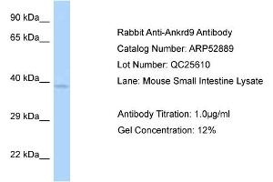 Western Blotting (WB) image for anti-Ankyrin Repeat Domain 9 (ANKRD9) (C-Term) antibody (ABIN2785138) (ANKRD9 抗体  (C-Term))