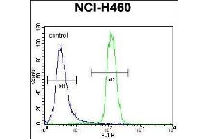 LETM2 Antibody (N-term) (ABIN656294 and ABIN2845601) flow cytometric analysis of NCI- cells (right histogram) compared to a negative control cell (left histogram). (LETM2 抗体  (N-Term))