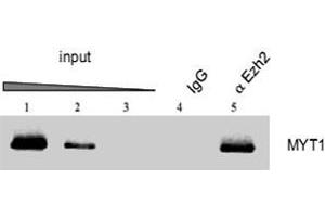 ChIP results obtained with the Ezh2 polyclonal antibody . (EZH2 抗体  (AA 1-343))