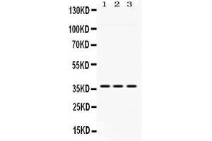 Western blot analysis of GNB1 expression in rat liver extract ( Lane 1), mouse cardiac muscle extract ( Lane 2) and HELA whole cell lysates ( Lane 3). (GNB1 抗体  (N-Term))