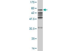 Western Blot detection against Immunogen (66. (ZNF24 抗体  (AA 1-368))
