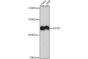 Western blot analysis of extracts of various cell lines, using USP10 Rabbit mAb (ABIN7271138) at 1:1000 dilution. (USP10 抗体)