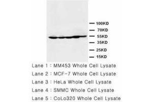 Image no. 1 for anti-Histone Deacetylase 2 (HDAC2) (AA 464-478) antibody (ABIN1493469) (HDAC2 抗体  (AA 464-478))