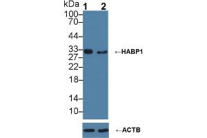 Western blot analysis of (1) Wild-type HeLa cell lysate, and (2) HABP1 knockout HeLa cell lysate, using Rabbit Anti-Human HABP1 Antibody (1 µg/ml) and HRP-conjugated Goat Anti-Mouse antibody (abx400001, 0. (C1QBP 抗体  (AA 76-282))