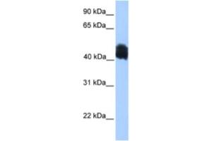 Western Blotting (WB) image for anti-MyoD Family Inhibitor Domain Containing (MDFIC) antibody (ABIN2463381) (MDFIC 抗体)