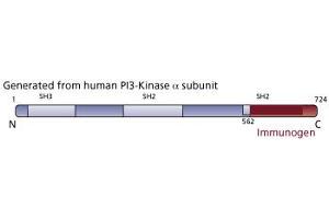Image no. 3 for anti-Phosphoinositide-3-Kinase, Catalytic, alpha Polypeptide (PIK3CA) (AA 562-724) antibody (ABIN967708) (PIK3CA 抗体  (AA 562-724))