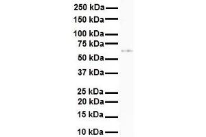 Western Blotting (WB) image for anti-Solute Carrier Family 7 (Cationic Amino Acid Transporter, Y+ System), Member 1 (SLC7A1) (N-Term) antibody (ABIN2781583)