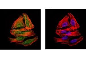 Immunofluorescence (IF) image for anti-BPI Fold Containing Family A, Member 2 (BPIFA2) antibody (ABIN1109128) (BPIFA2 抗体)