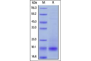 SDS-PAGE (SDS) image for CD3 epsilon (CD3E) (AA 23-126) protein (His tag,AVI tag,Biotin) (ABIN5954965)