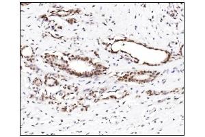 IHC analysis of SUMO2/3 using anti-SUMO2/3 antibody (ABIN7600856). (SUMO2/3 抗体  (AA 24-72))