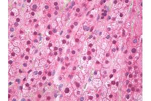 Anti-FTO antibody IHC of human adrenal cortex. (FTO 抗体)