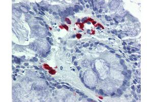 Anti-FASLG / FASL antibody IHC of human colon. (FASL 抗体  (AA 82-145))