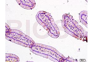 Formalin-fixed and paraffin embedded: mouse small intestine tissue labeled with Anti-TFF3 Polyclonal Antibody (ABIN669786), Unconjugated at 1:200, followed by conjugation to the secondary antibody and DAB staining (TFF3 抗体  (AA 51-80))
