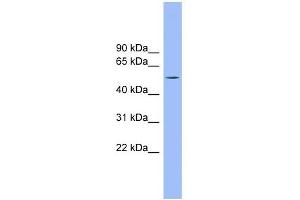 TMCO6 antibody used at 1 ug/ml to detect target protein. (TMCO6 抗体  (N-Term))