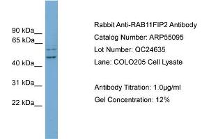 WB Suggested Anti-RAB11FIP2  Antibody Titration: 0. (RAB11FIP2 抗体  (N-Term))