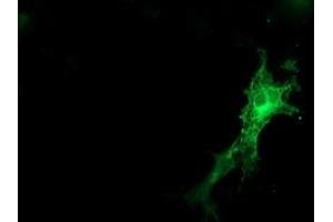 Anti-SNAP25 mouse monoclonal antibody (ABIN2454628) immunofluorescent staining of COS7 cells transiently transfected by pCMV6-ENTRY SNAP25 (RC202068). (SNAP25 抗体)