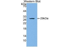 Western Blotting (WB) image for anti-Von Willebrand Factor A Domain Containing 1 (VWA1) (AA 135-366) antibody (ABIN1863302) (VWA1 抗体  (AA 135-366))