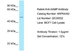 Western Blotting (WB) image for anti-Angio-Associated, Migratory Cell Protein (AAMP) (Middle Region) antibody (ABIN2789822) (AAMP 抗体  (Middle Region))