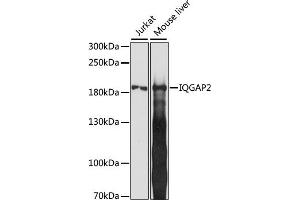 Western blot analysis of extracts of various cell lines, using IQG antibody (ABIN7268022) at 1:1000 dilution. (IQGAP2 抗体  (AA 1330-1440))