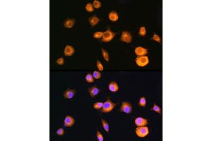 Immunofluorescence (IF) image for anti-Protein Kinase, CAMP-Dependent, Regulatory, Type II, alpha (PRKAR2A) (AA 1-404) antibody (ABIN1513416)