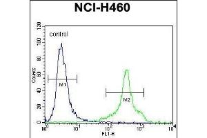 HLA-DQA1 Antibody (N-term) (ABIN656108 and ABIN2837859) flow cytometric analysis of NCI- cells (right histogram) compared to a negative control cell (left histogram). (HLA-DQA1 抗体  (N-Term))