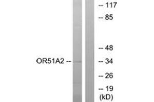 Western Blotting (WB) image for anti-Olfactory Receptor, Family 51, Subfamily A, Member 2 (OR51A2) (AA 201-250) antibody (ABIN2891017) (OR51A2 抗体  (AA 201-250))