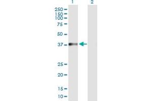 Western Blot analysis of NARG2 expression in transfected 293T cell line by NARG2 MaxPab polyclonal antibody. (NARG2 抗体  (AA 1-332))