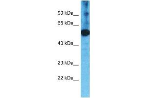 Western Blotting (WB) image for anti-Transmembrane Protease, Serine 11F (TMPRSS11F) (C-Term) antibody (ABIN2791959) (TMPRSS11F 抗体  (C-Term))