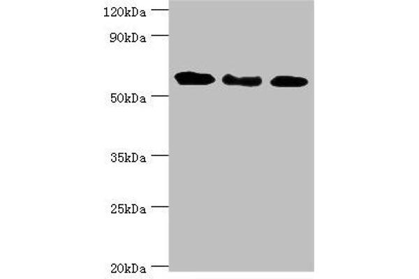 GBP1 anticorps  (AA 383-592)