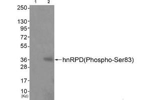 Western blot analysis of extracts from JK cells (Lane 2), using hnRPD (Phospho-Ser83) Antibody. (HNRNPD/AUF1 抗体  (pSer83))